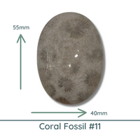 Fossil Coral Cabochons Glossy or Matte, Oval - The Argus Collection