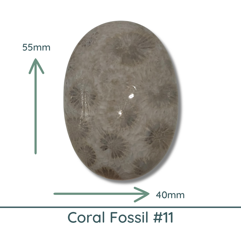 Fossil Coral Cabochons Glossy or Matte, Oval - The Argus Collection