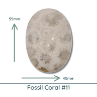 Fossil Coral, Large Oval Cabochons, Glossy or Matte, 40x55mm