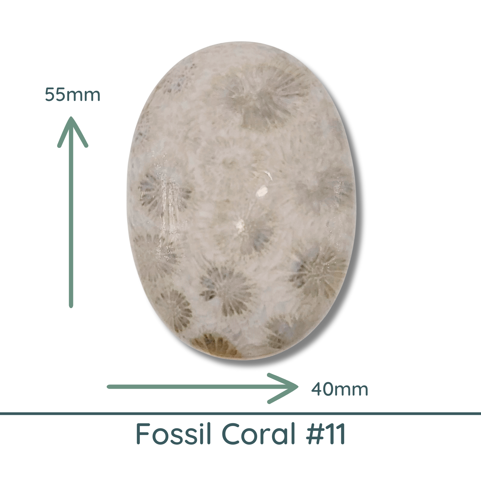 Fossil Coral, Large Oval Cabochons, Glossy or Matte, 40x55mm
