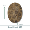 Fossil Coral Cabochons Glossy or Matte, Oval - The Argus Collection