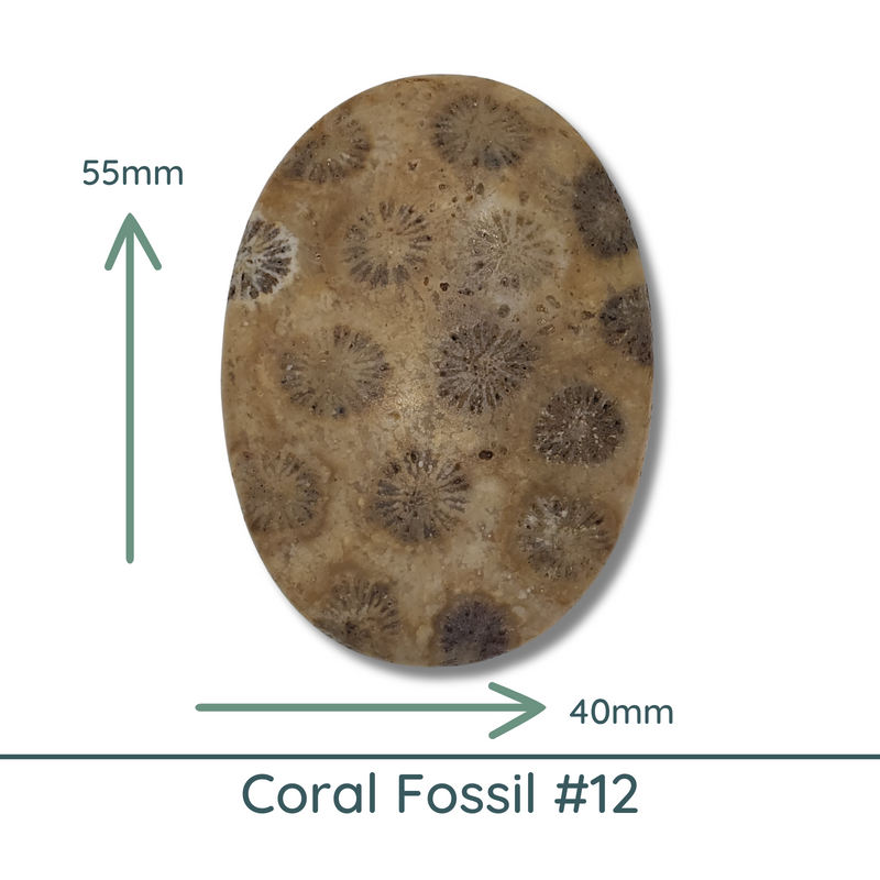 Fossil Coral Cabochons Glossy or Matte, Oval - The Argus Collection