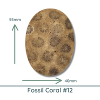 Fossil Coral, Large Oval Cabochons, Glossy or Matte, 40x55mm