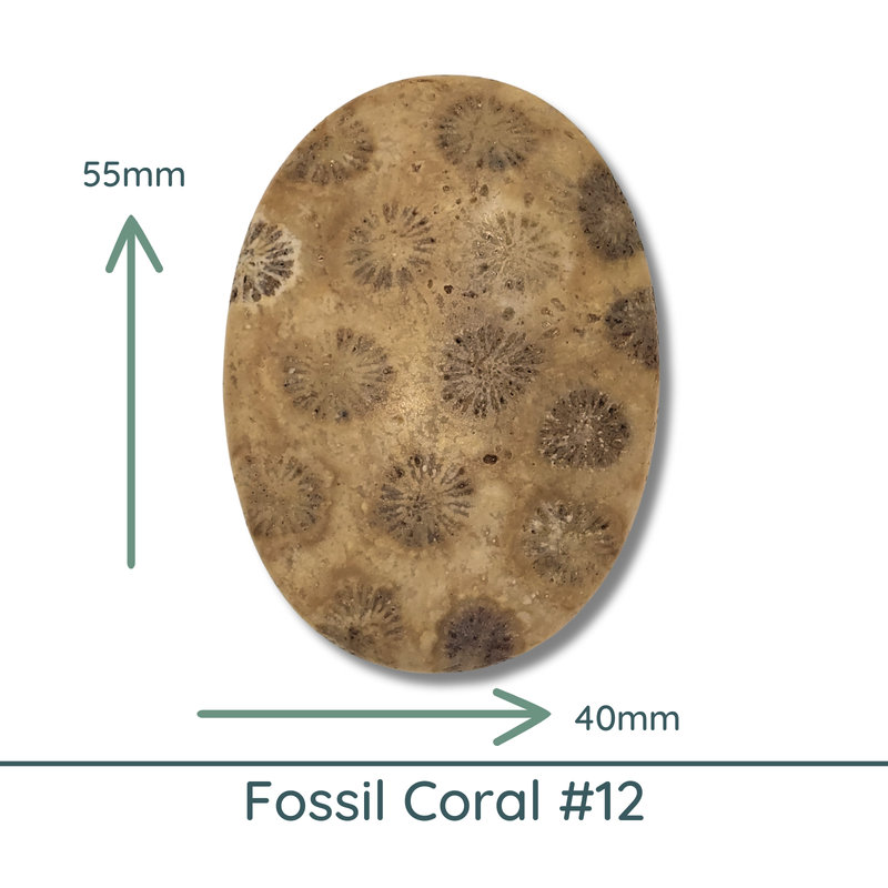 Fossil Coral, Large Oval Cabochons, Glossy or Matte, 40x55mm