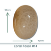 Fossil Coral Cabochons Glossy or Matte, Oval - The Argus Collection