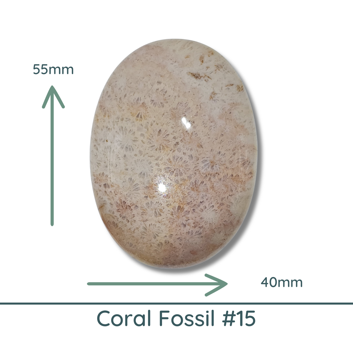 Fossil Coral Cabochons Glossy or Matte, Oval - The Argus Collection