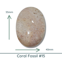 Fossil Coral Cabochons Glossy or Matte, Oval - The Argus Collection