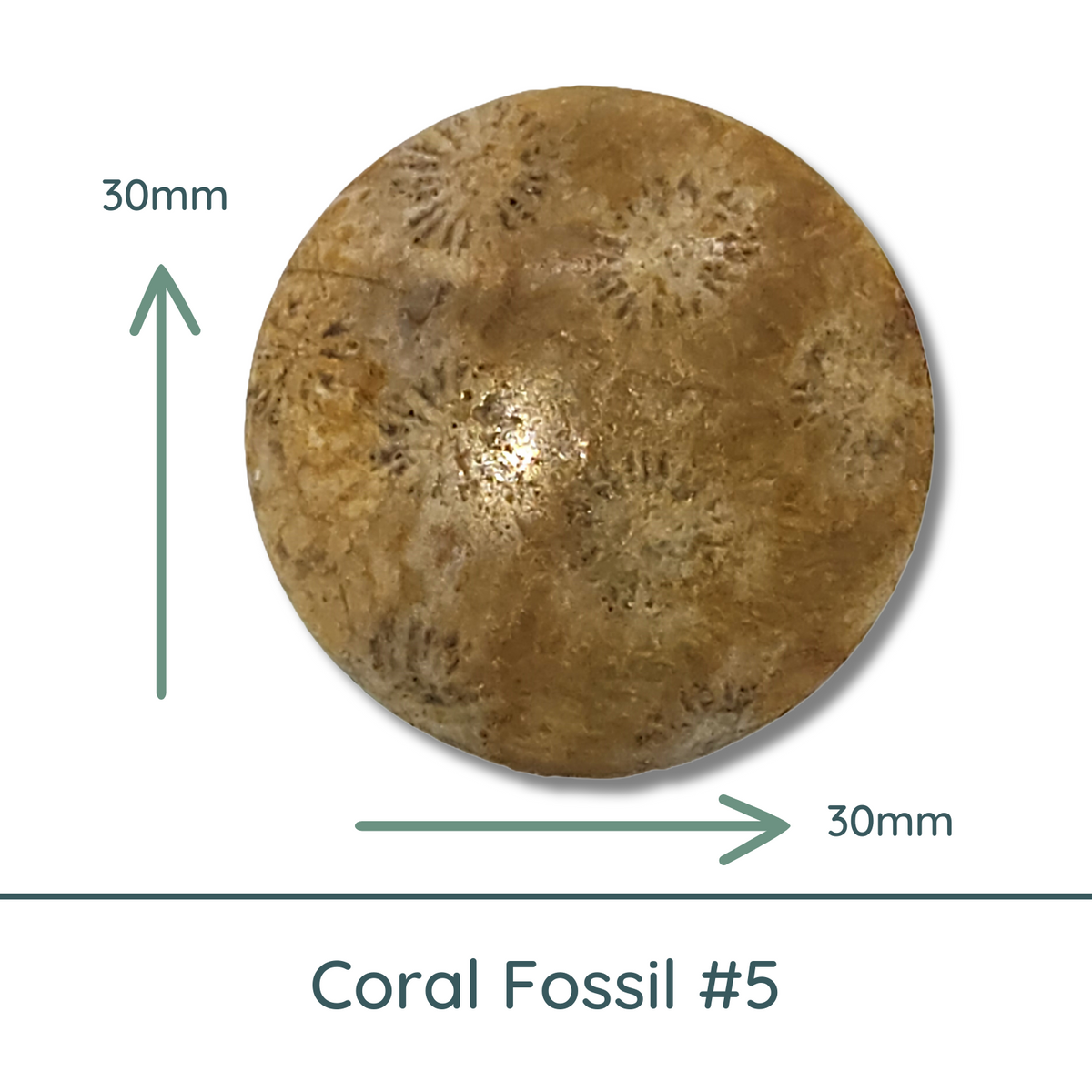 Fossil Coral Cabochon #5, Matte - The Argus Collection