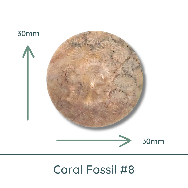 Fossil Coral Cabochon #8, Matte - The Argus Collection