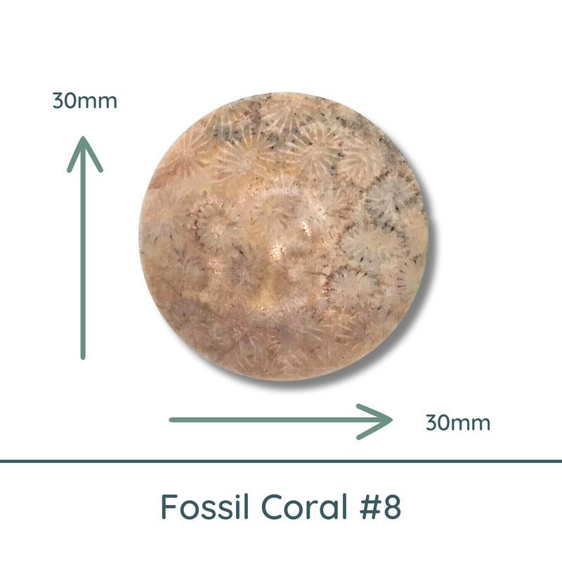 Fossil Coral Round Cabochons, 35mm