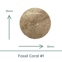 Fossil Coral Round Cabochons, 35mm