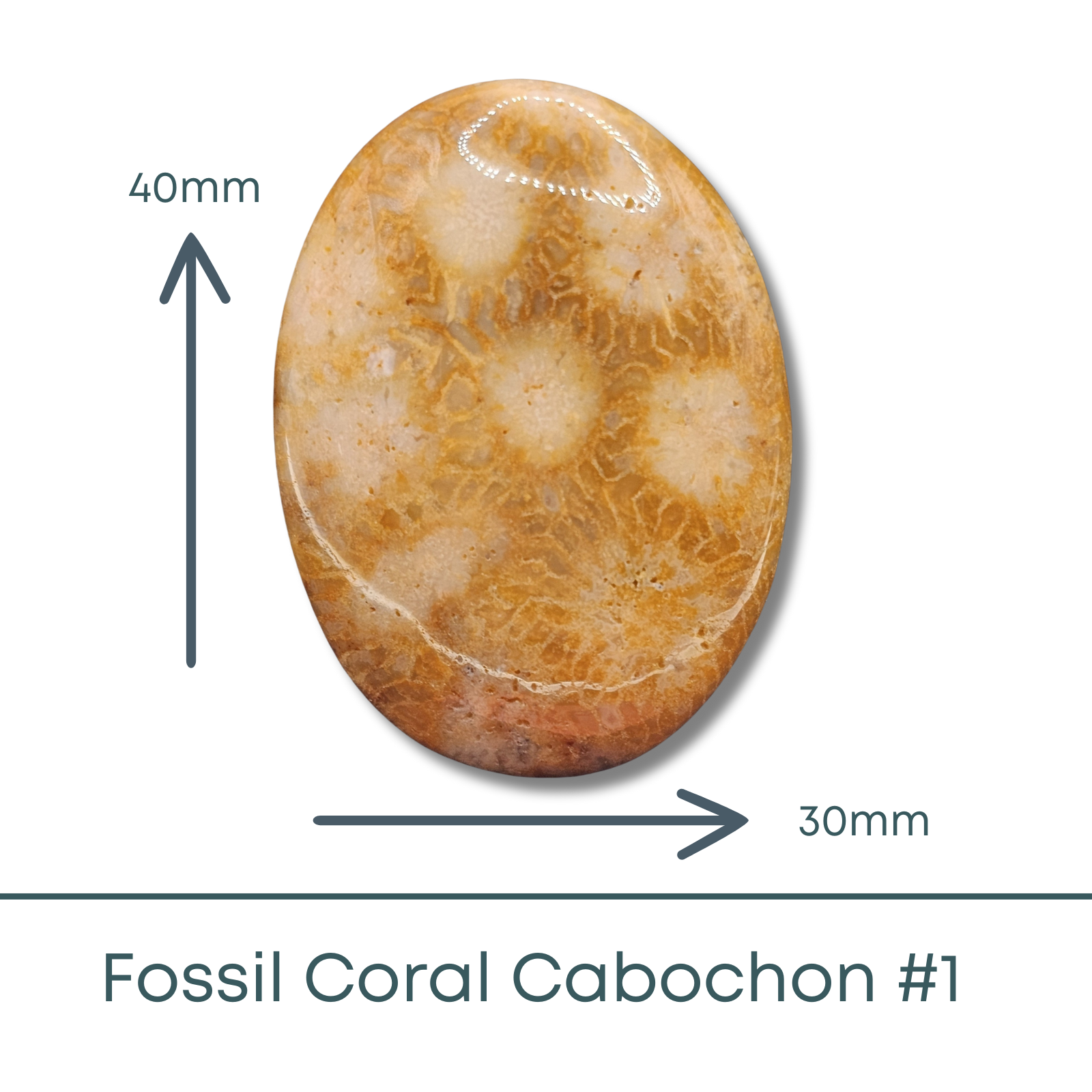 Fossil Coral Oval Cabochon #1, 40x30mm, 87 Carats