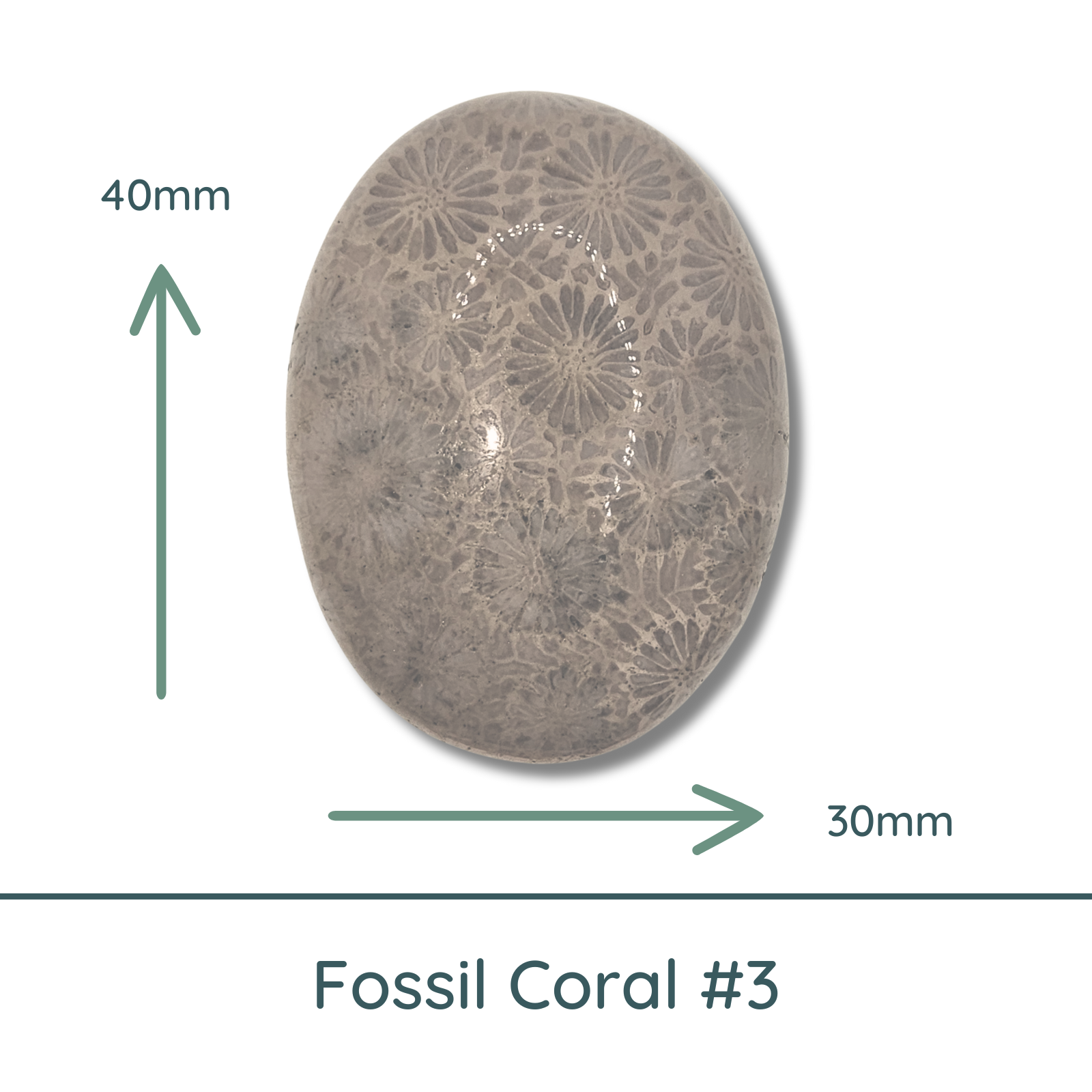 Fossil Coral Oval Cabochon #3, 30x40mm, 72 Carats