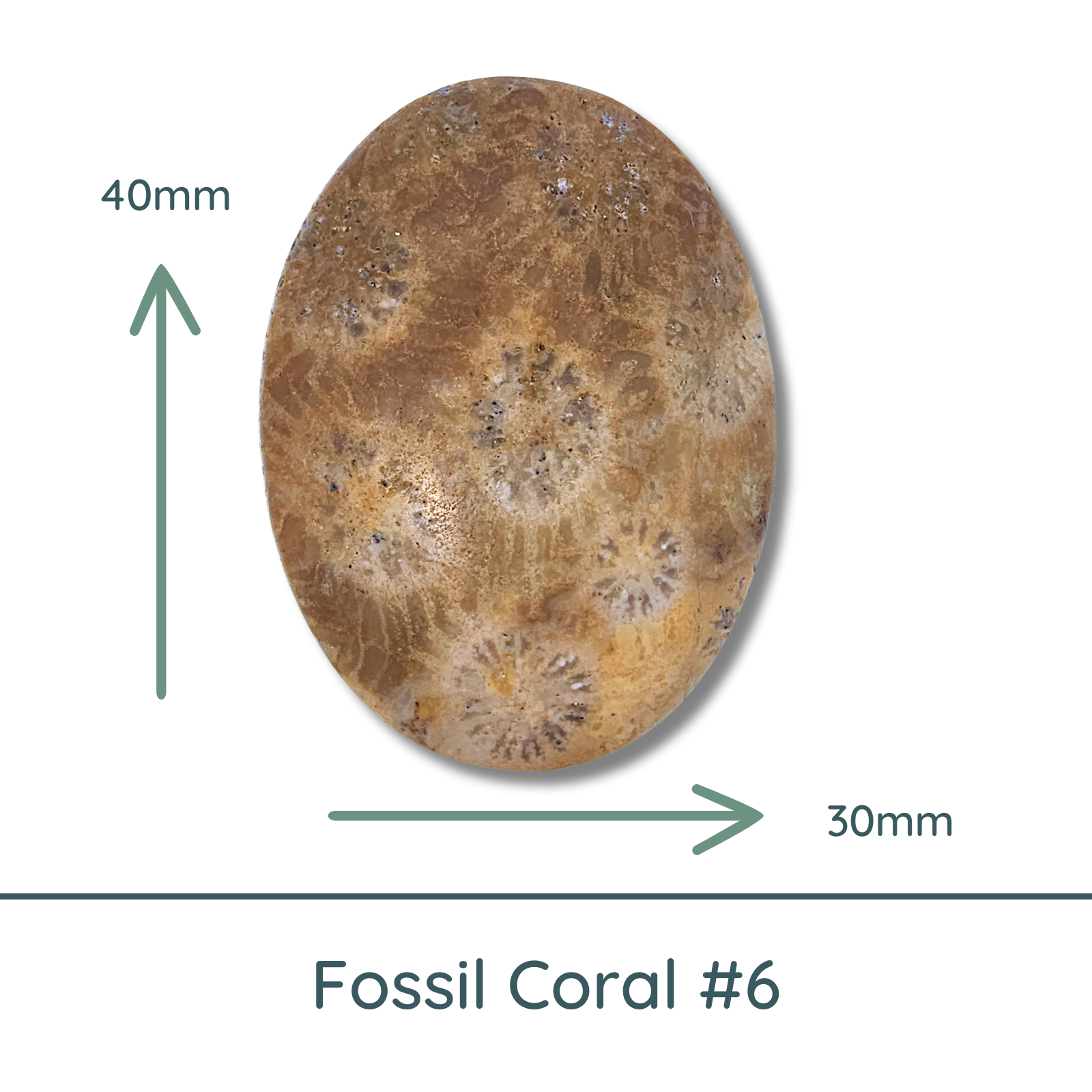 Fossil Coral Cabochon #6, 30x40mm, Matte