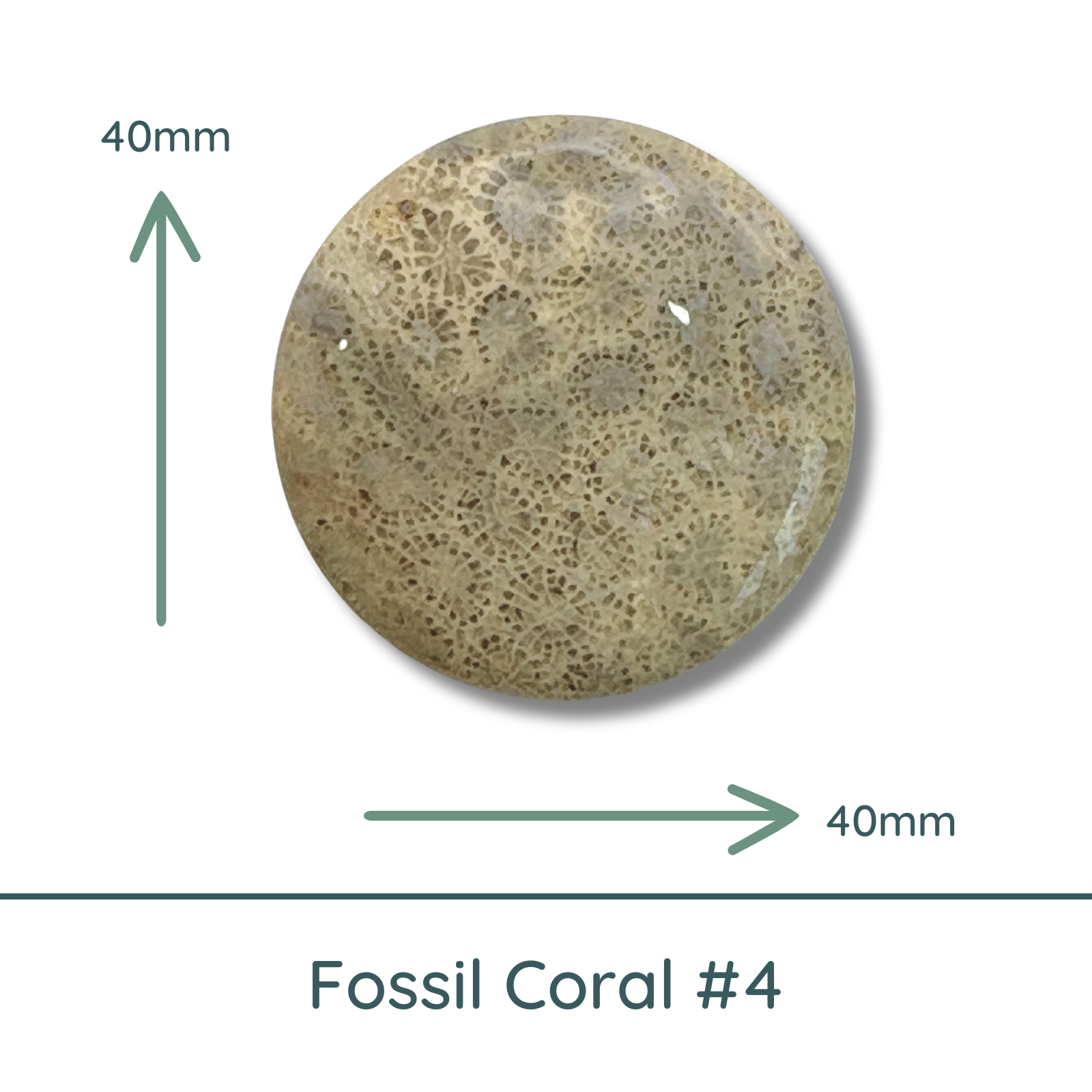 Fossil Coral Large Round Cabochon #4