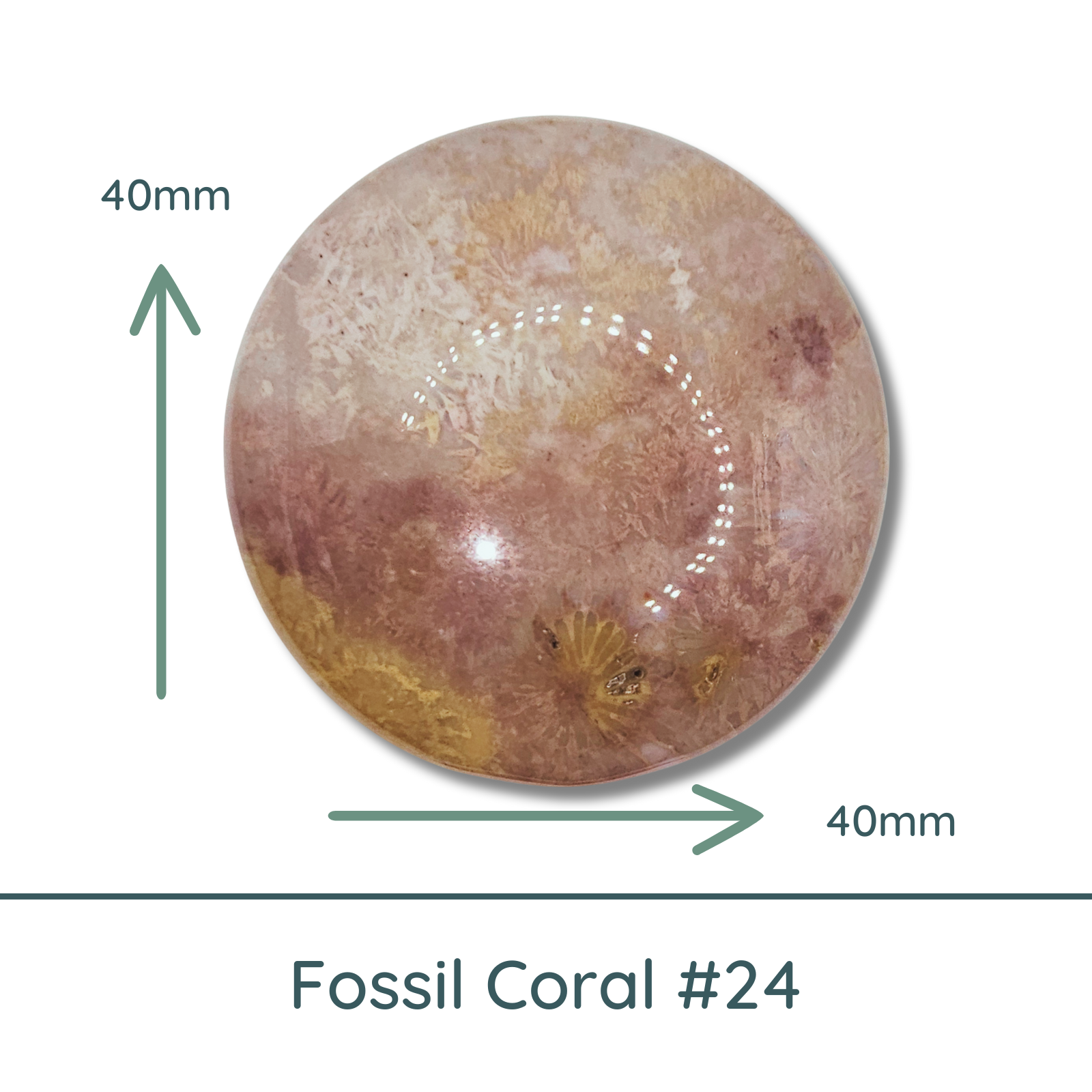 Fossil Coral Large Round Cabochon #1