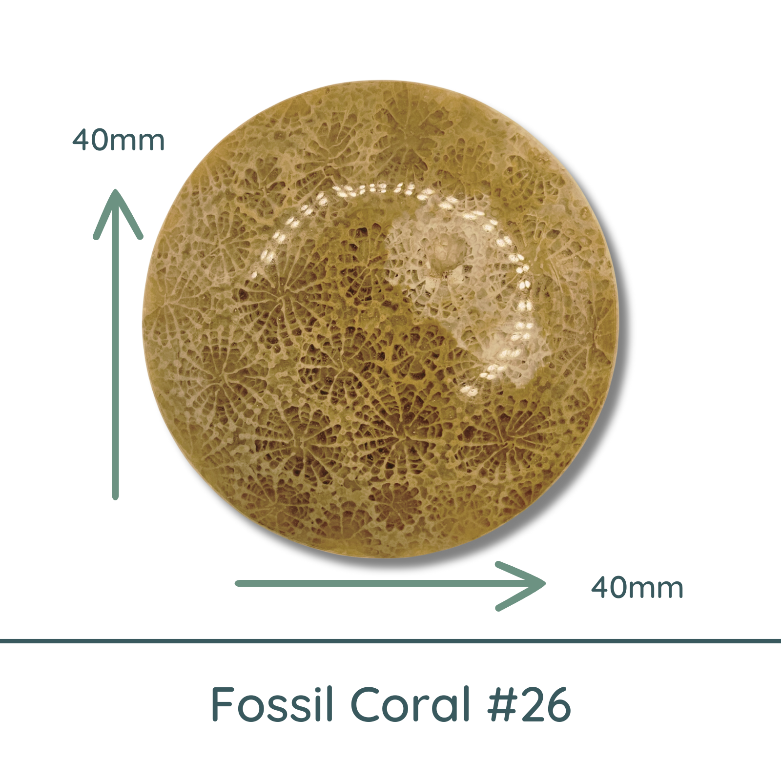 Fossil Coral Large Round Cabochon #3