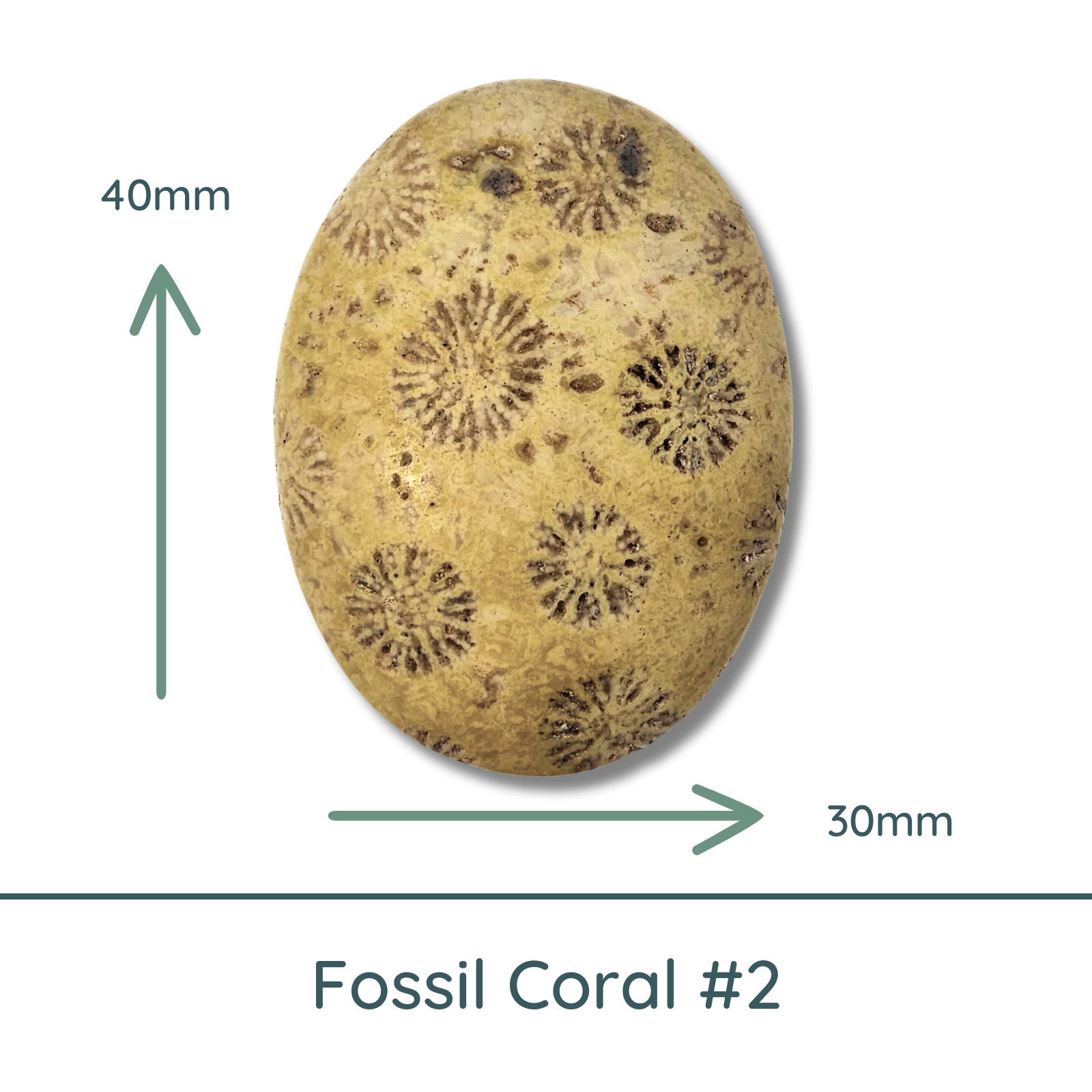 Fossil Coral Oval Cabochon #2, Matte