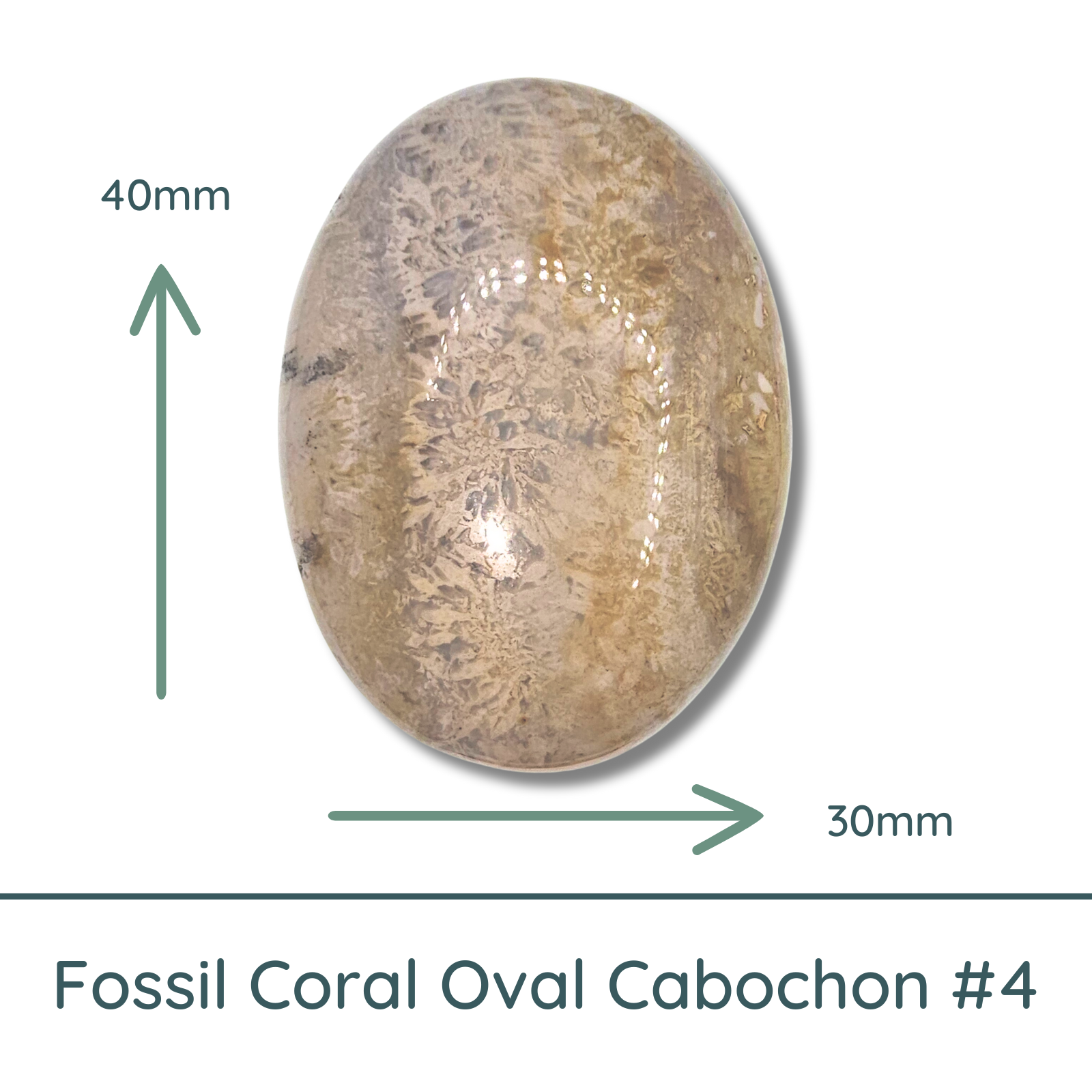 Fossil Coral Oval Cabochon #4, 30x40mm, 58 Carats