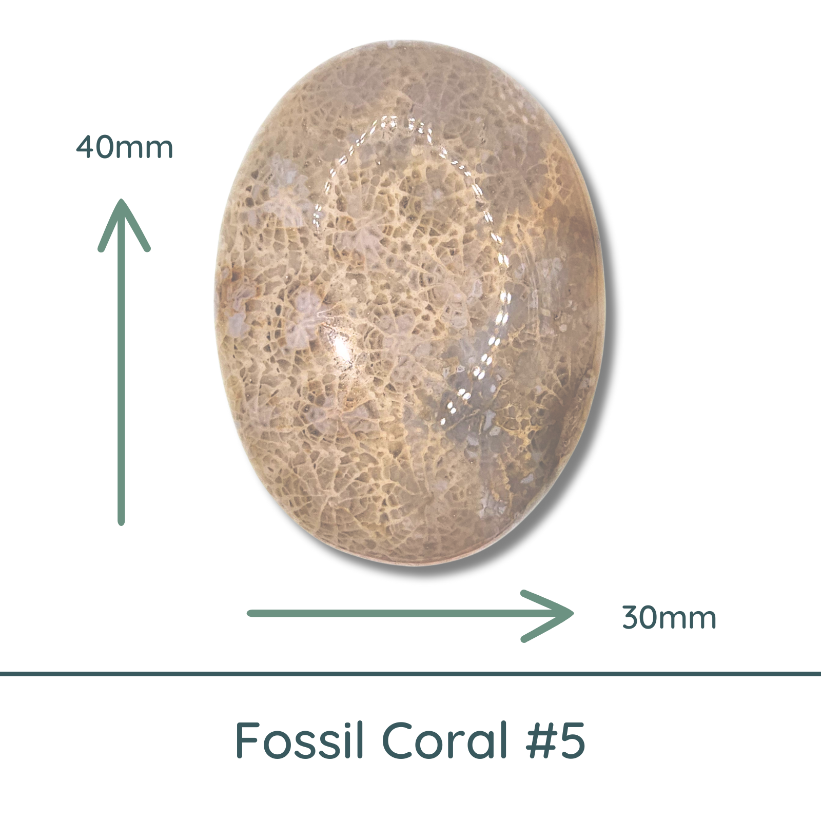 Fossil Coral Oval Cabochon #5, 64 Carats