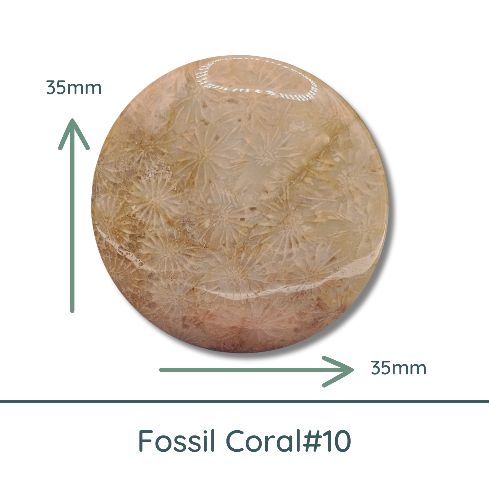 Fossil Coral Round Cabochons, 35mm