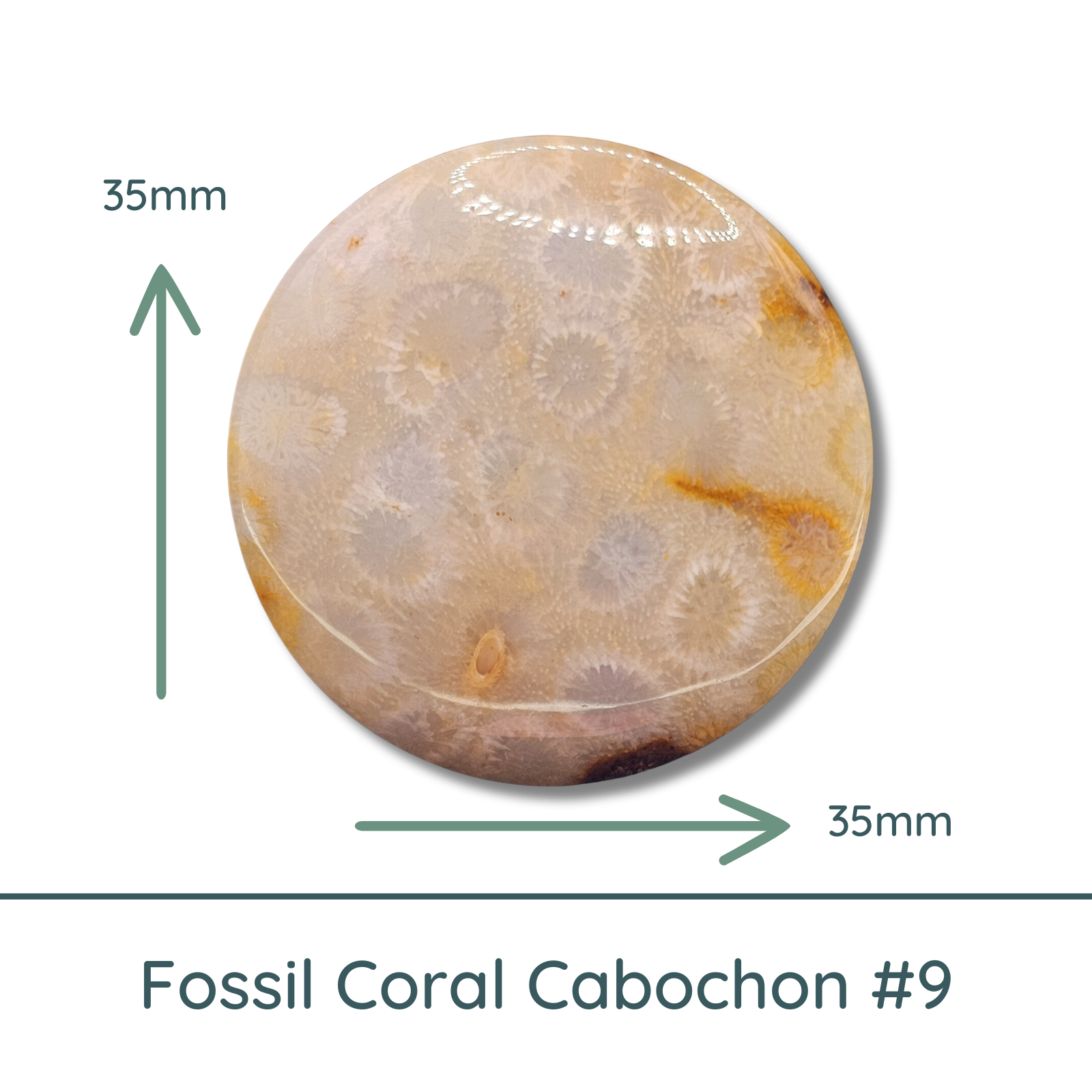 Fossil Coral Round Cabochons, 35mm
