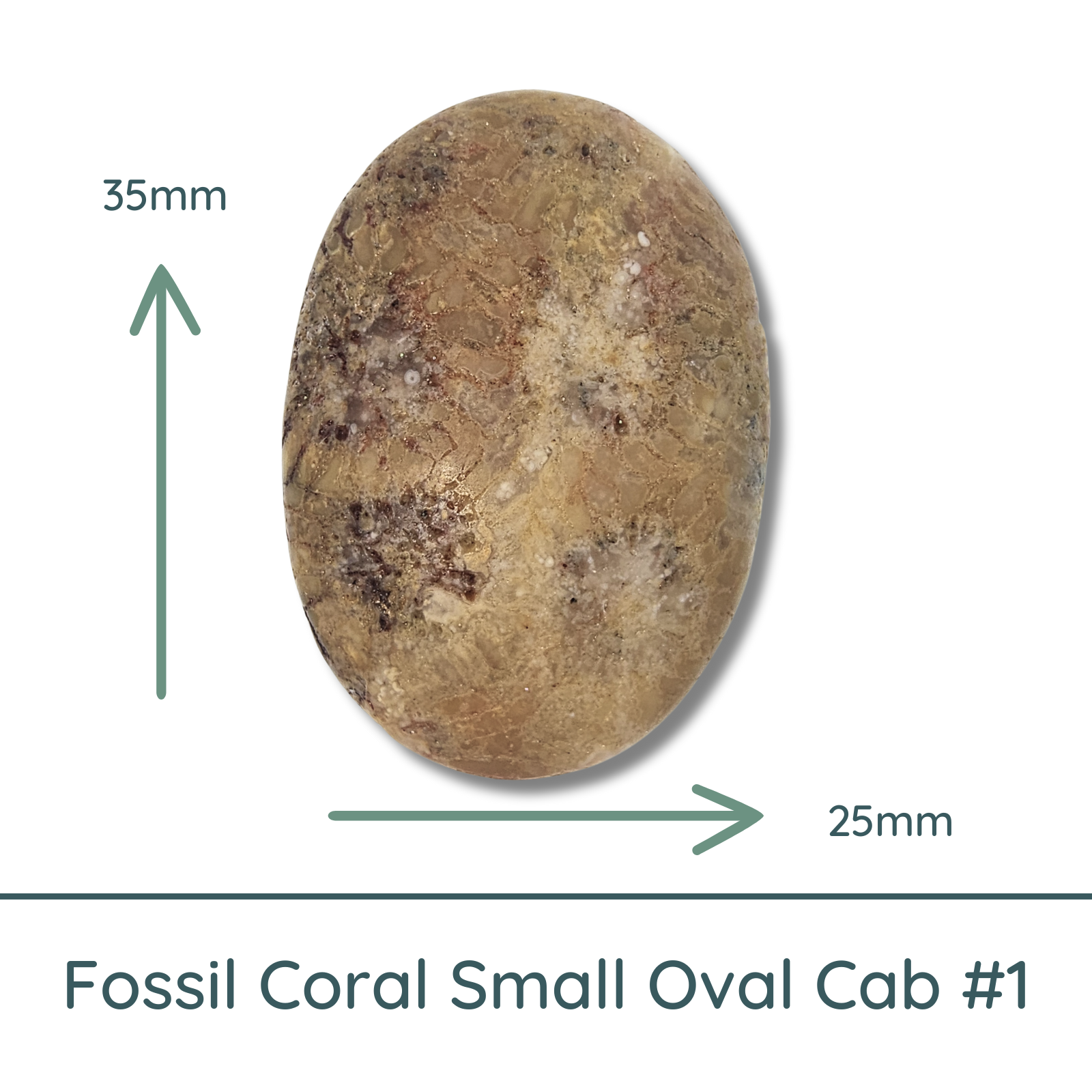 Fossil Coral Small Oval Cabochon #1 Matte, 25x35mm
