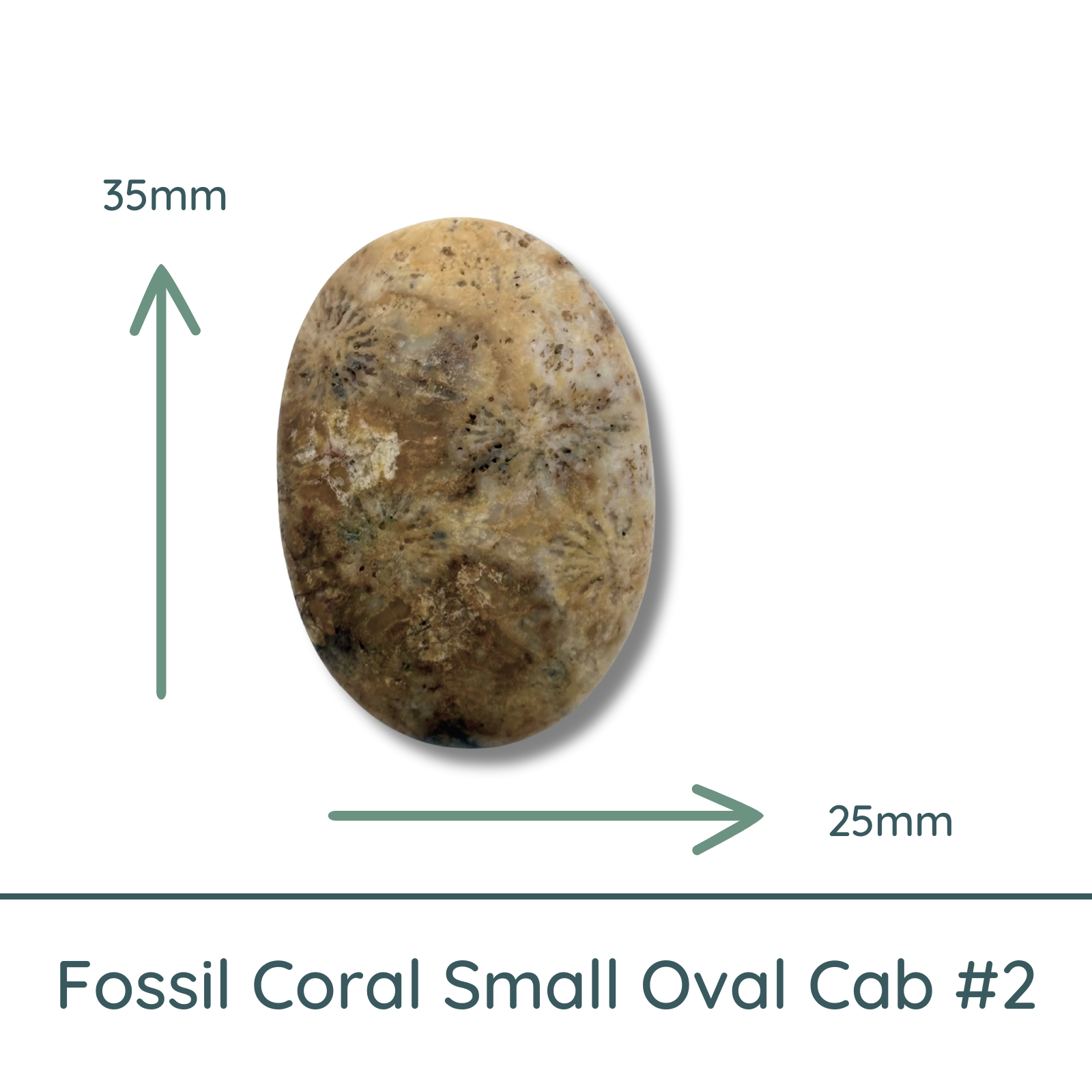 Fossil Coral Small Oval Cabochon #2 Matte, 25x35mm