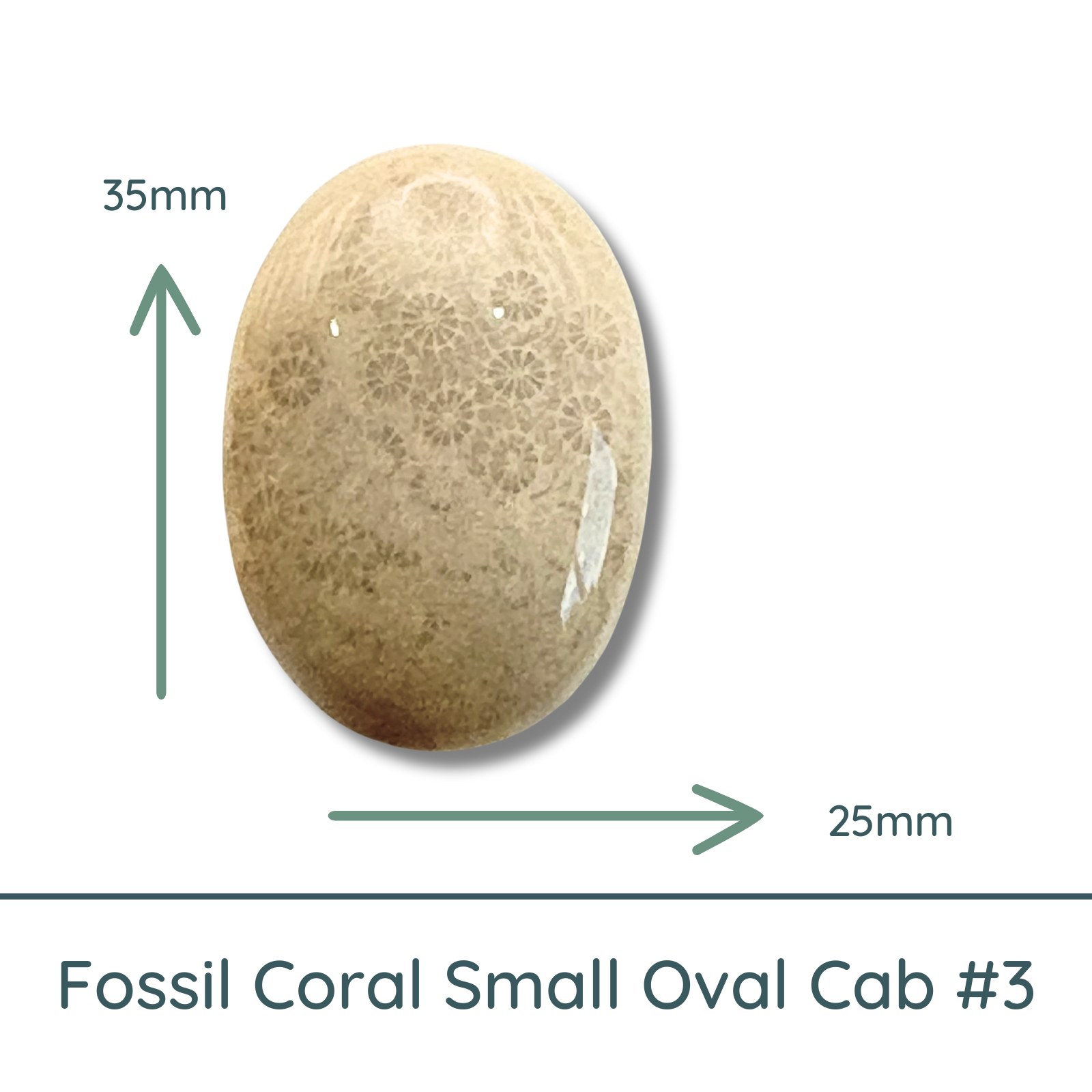 Fossil Coral Small Oval Cabochon #3, 25x35mm