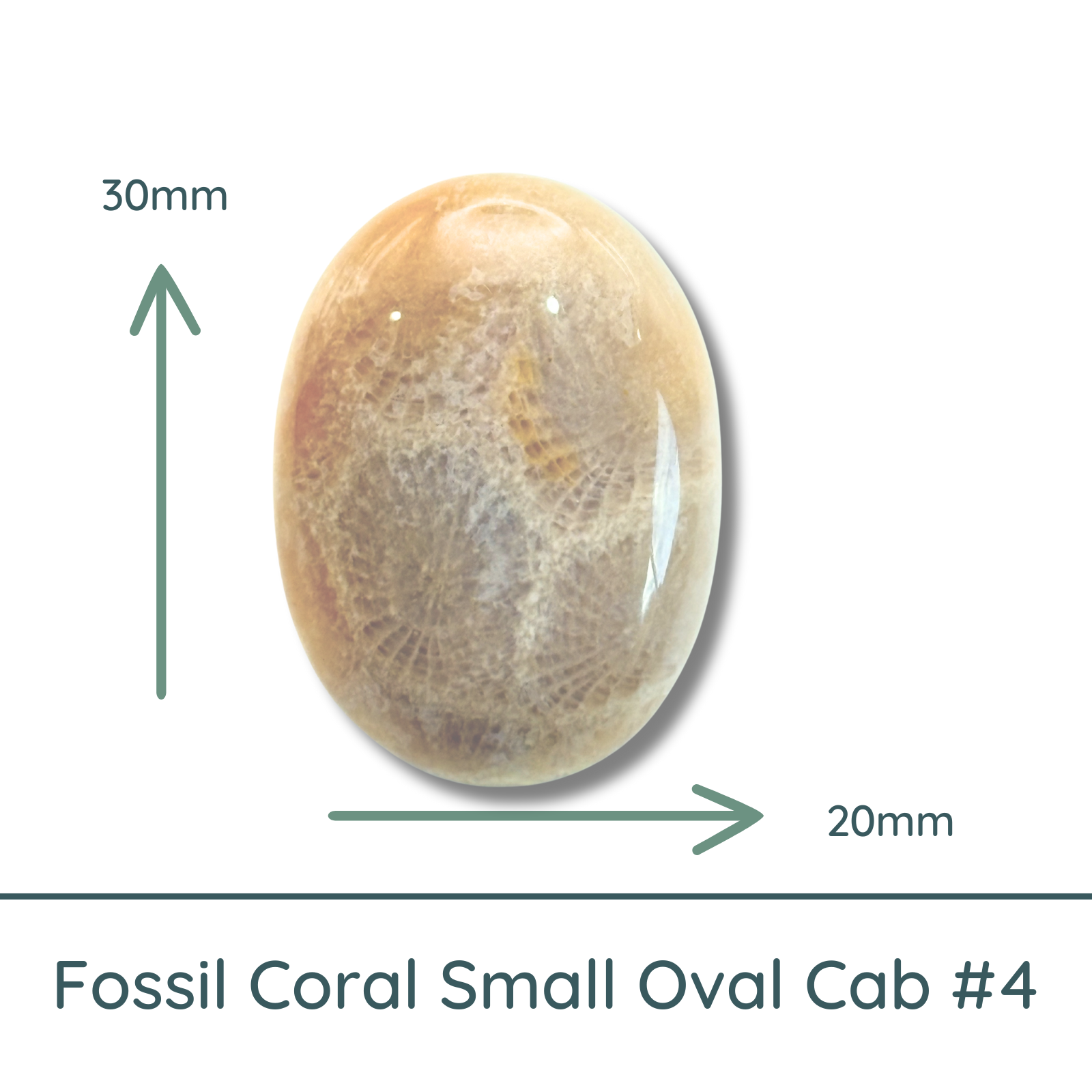 Fossil Coral Small Oval Cabochon #4, 20x30mm