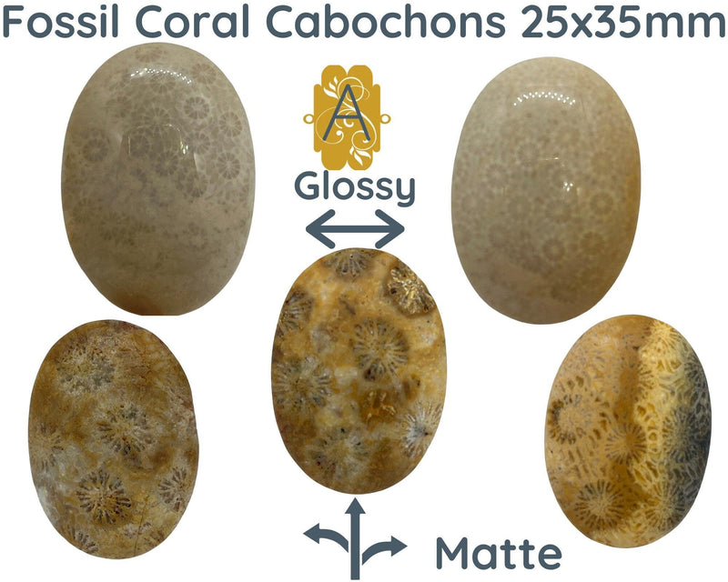 Fossil Coral Cabochons, Glossy or Matte - The Argus Collection