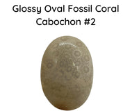 Fossil Coral Cabochons, Glossy or Matte - The Argus Collection