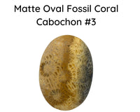 Fossil Coral Cabochons, Glossy or Matte - The Argus Collection