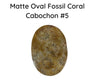 Fossil Coral Cabochons, Glossy or Matte - The Argus Collection