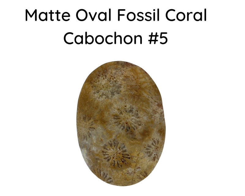 Fossil Coral Cabochons, Glossy or Matte - The Argus Collection