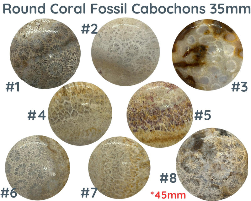 Fossil Coral Cabochons, 35mm, #8 is 45mm - The Argus Collection