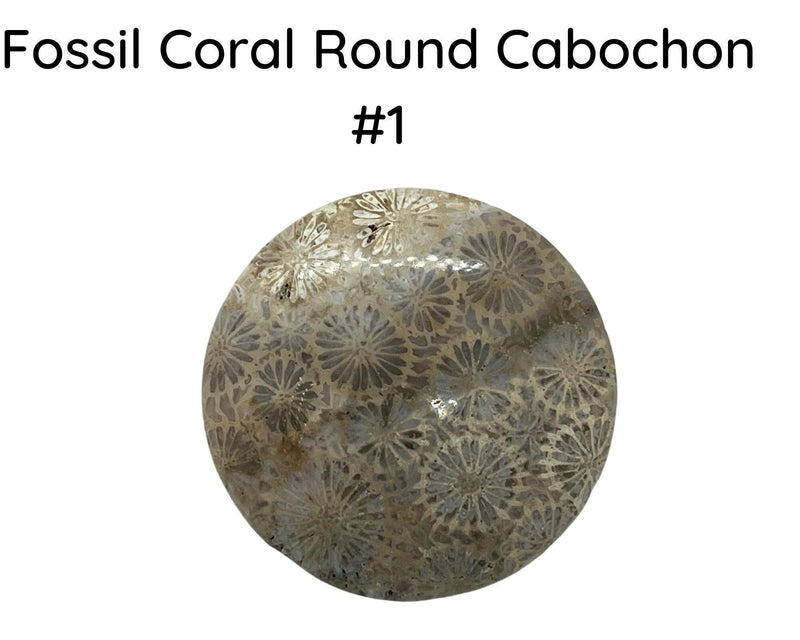 Fossil Coral Cabochons, 35mm, #8 is 45mm - The Argus Collection