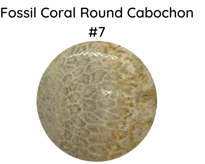 Fossil Coral Cabochons, 35mm, #8 is 45mm - The Argus Collection