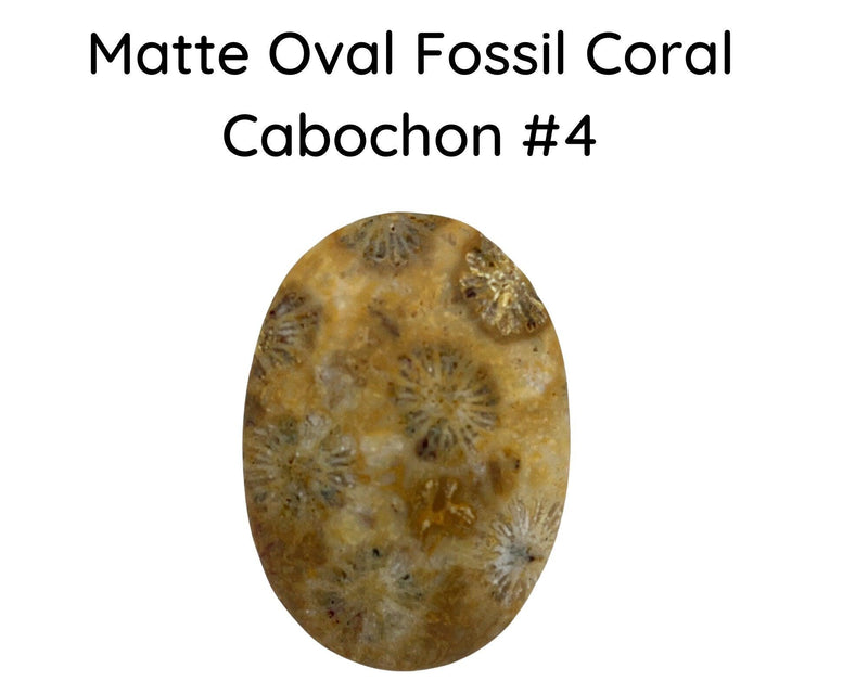 Fossil Coral Cabochons, Glossy or Matte - The Argus Collection