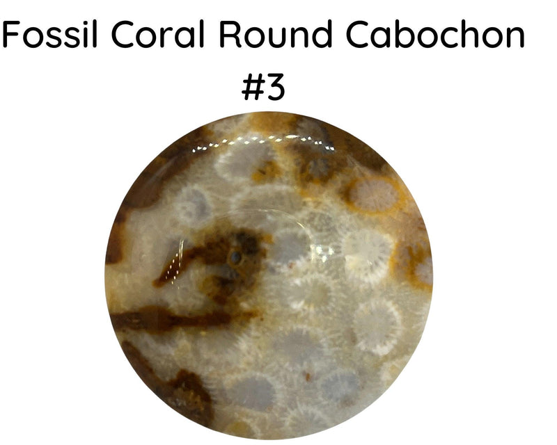 Fossil Coral Cabochons, 35mm, #8 is 45mm - The Argus Collection