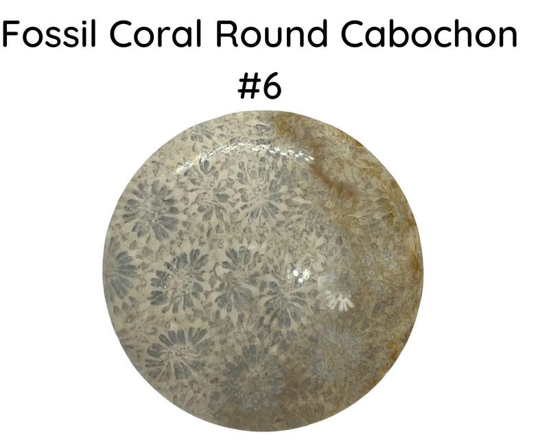 Fossil Coral Cabochons, 35mm, #8 is 45mm - The Argus Collection