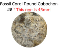 Fossil Coral Cabochons, 35mm, #8 is 45mm - The Argus Collection